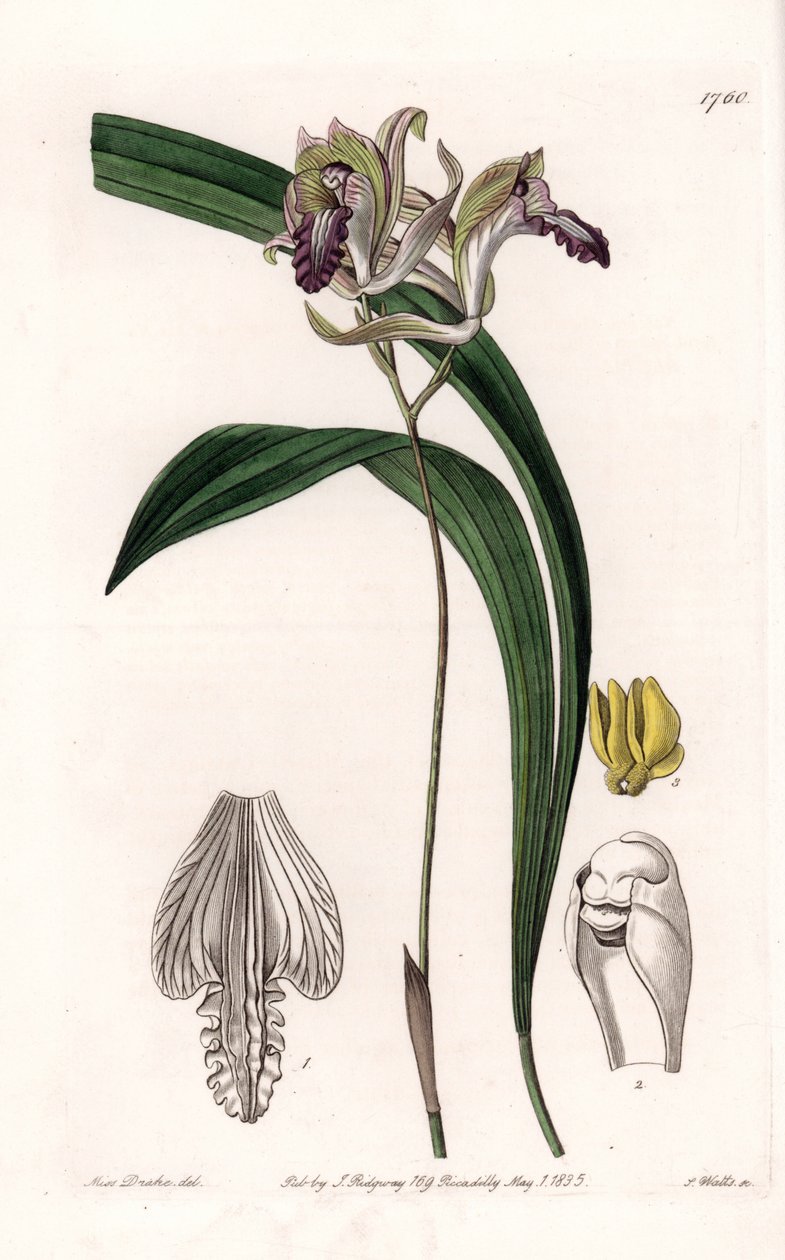 Orchidea: Variety of Bletia of America - Talerz grawerowany przez S.Wattsa, z ilustracji Sarah Anne Drake (1803-1857), z rejestru botanicznego Sydenham Edwards (1768-1819), Anglia autorstwa Sydenham Teast Edwards