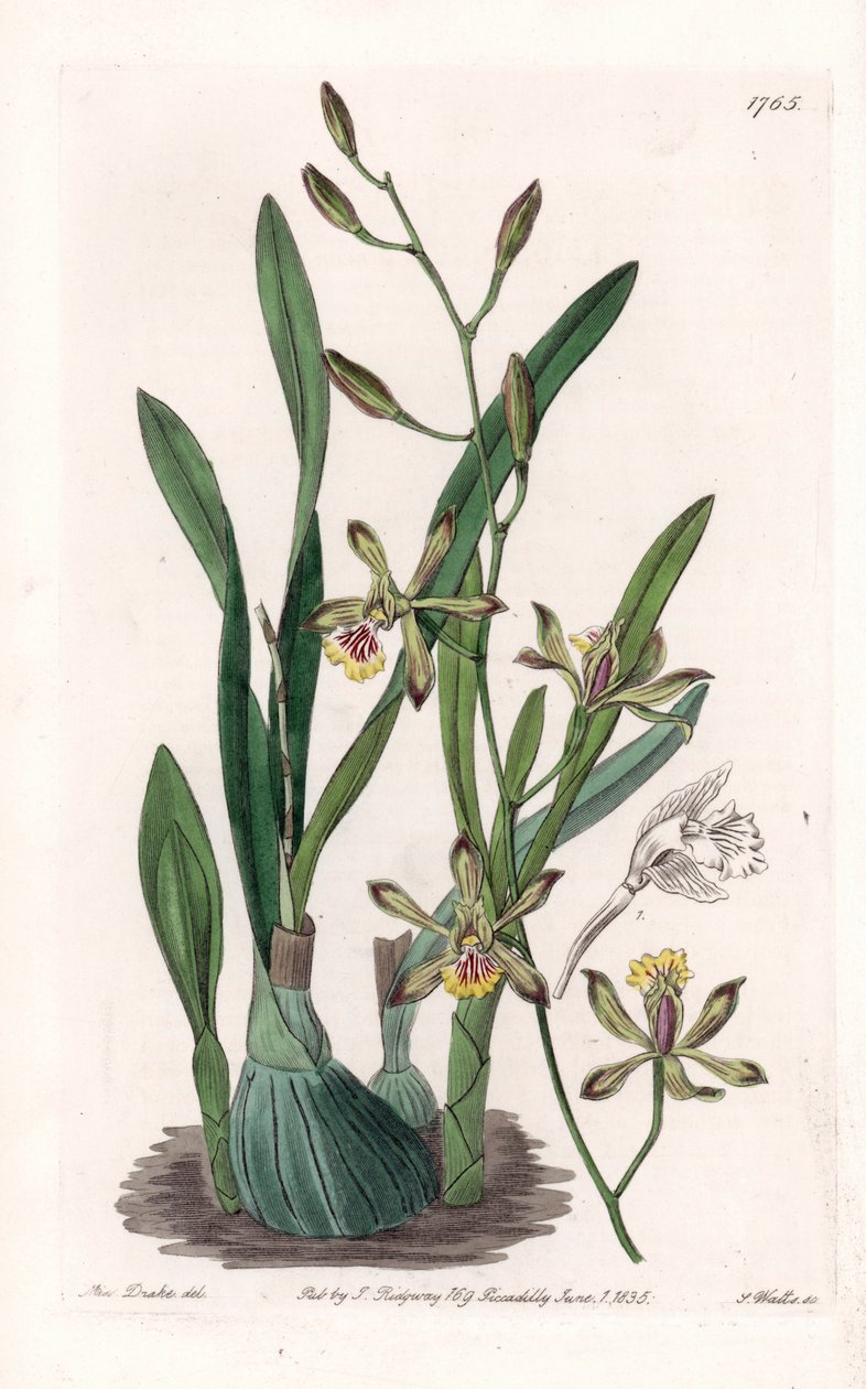 Orchidea: epidendre grele - Grawerowana tablica autorstwa S.Wattsa, z ilustracji Sarah Anne Drake (1803-1857), z rejestru botanicznego Sydenham Edwards (1768-1819), Anglia autorstwa Sydenham Teast Edwards