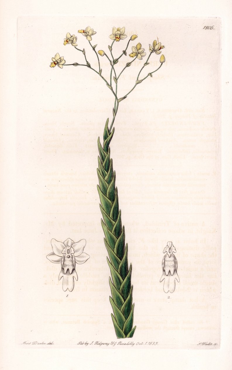 Orchidea: egzotyczna odmiana Lockhartia - Talerz rytowany przez S.Wattsa, z ilustracji Sarah Anne Drake (1803-1857), z rejestru botanicznego Sydenham Edwards (1768-1819), Anglia autorstwa Sydenham Teast Edwards