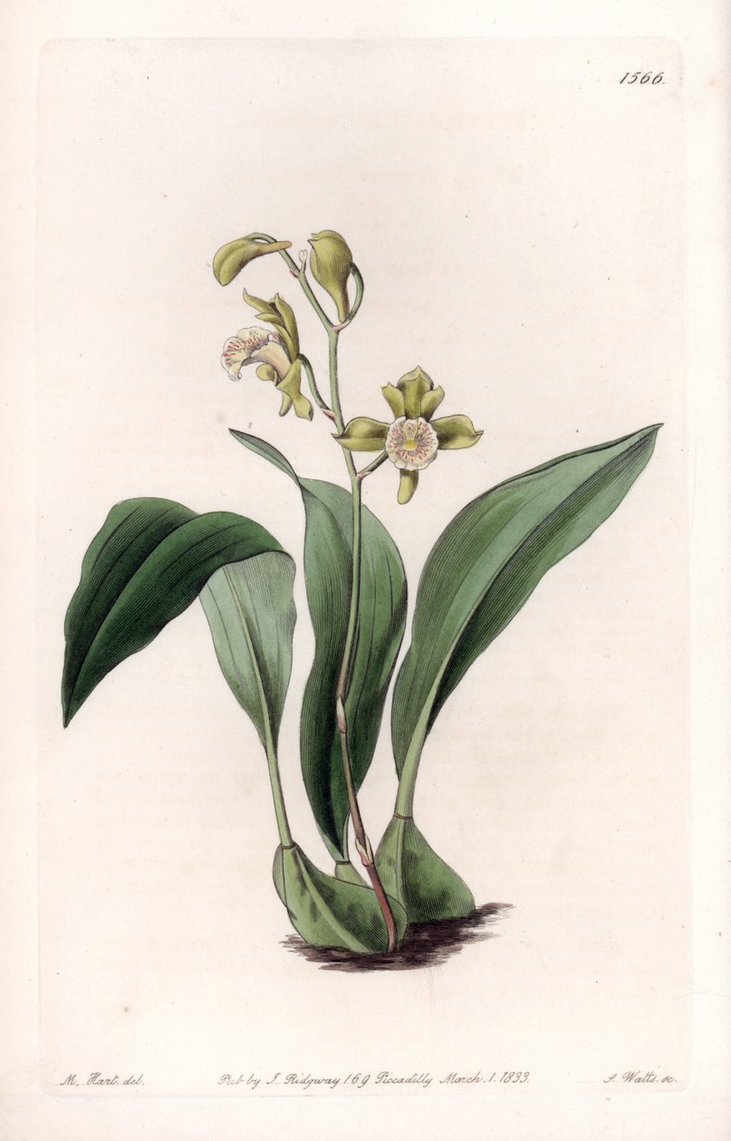Orchidea: szczękowa a pęki - Tablica grawerowana przez S.Watts, z ilustracji Sarah Anne Drake (1803-1857), z rejestru botanicznego Sydenhama Edwardsa (1768-1819), Anglia autorstwa Sydenham Teast Edwards
