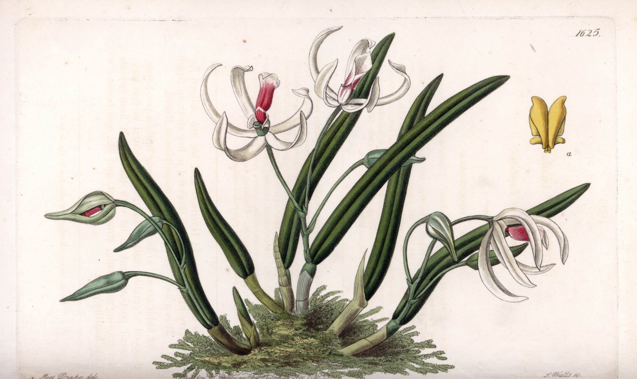 Orchidea: miniaturowa odmiana leptotes - Rycina wykonana przez S.Watts, z ilustracji Sarah Anne Drake (1803-1857), z rejestru botanicznego Sydenhama Edwardsa (1768-1819), Anglia autorstwa Sydenham Teast Edwards