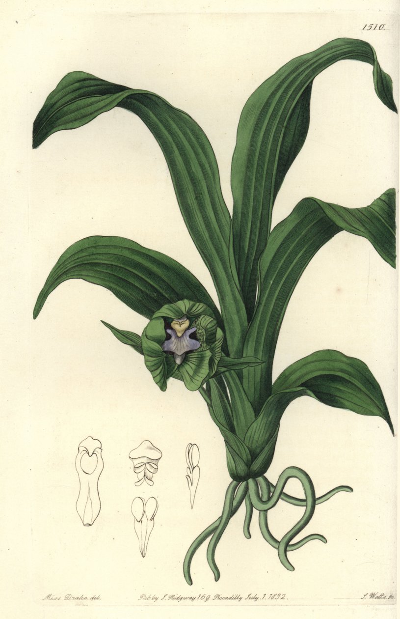 Odmiana storczyków - storczyk Pabstia viridis (Zielona maxillaria, Maxillaria viridis). Ręcznie barwiony miedzioryt autorstwa S. Wattsa według ilustracji panny Sarah Drake z rejestru botanicznego Sydenham Edwards, Ridgeway, Londyn autorstwa Sydenham Teast Edwards