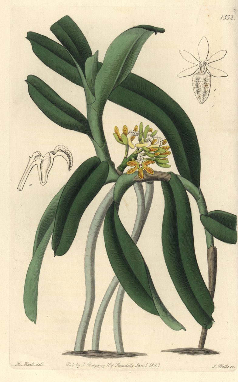 Odmiana storczykowa Saccolabium - Storczyk Acampe praemorsa (Saccolabium pryszczowaty, Saccolabium papilosum). Ręcznie barwiony miedzioryt autorstwa S. Wattsa wg ilustracji M. Harta z Sydenham Edwards