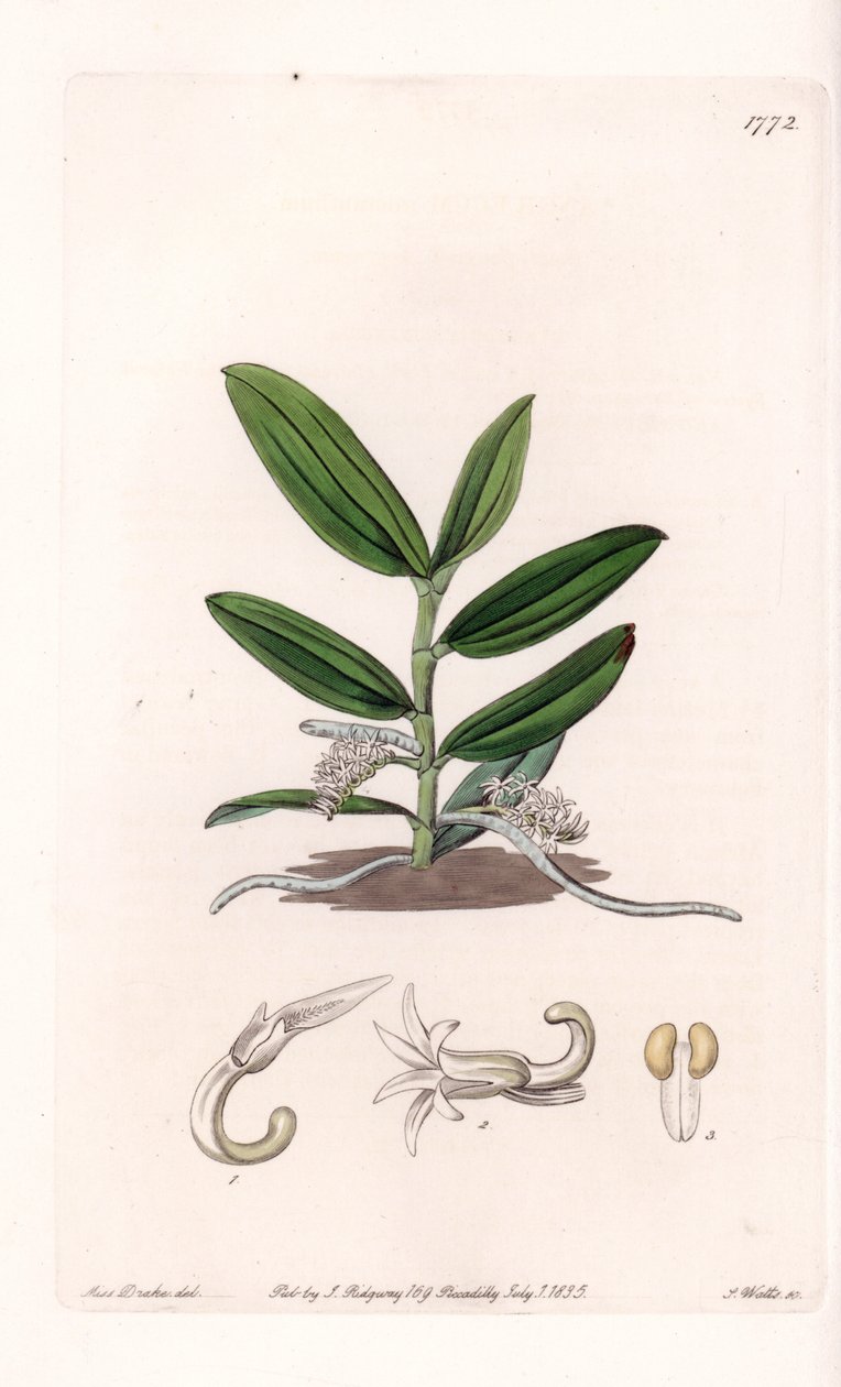 Storczyk: variete de camphylocentrum - Talerz rytowany przez S.Wattsa, z ilustracji Sarah Anne Drake (1803-1857), z rejestru botanicznego Sydenham Edwards (1768-1819), Anglia autorstwa Sydenham Teast Edwards