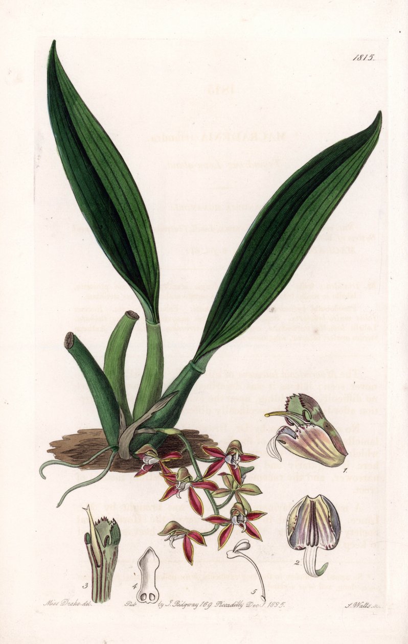 Orchidea: odmiana makradii, pochodząca z Gujany - Talerz rytowany przez S.Wattsa, z ilustracji Sarah Anne Drake (1803-1857), z rejestru botanicznego Sydenham Edwards (1768-1819), Anglia autorstwa Sydenham Teast Edwards