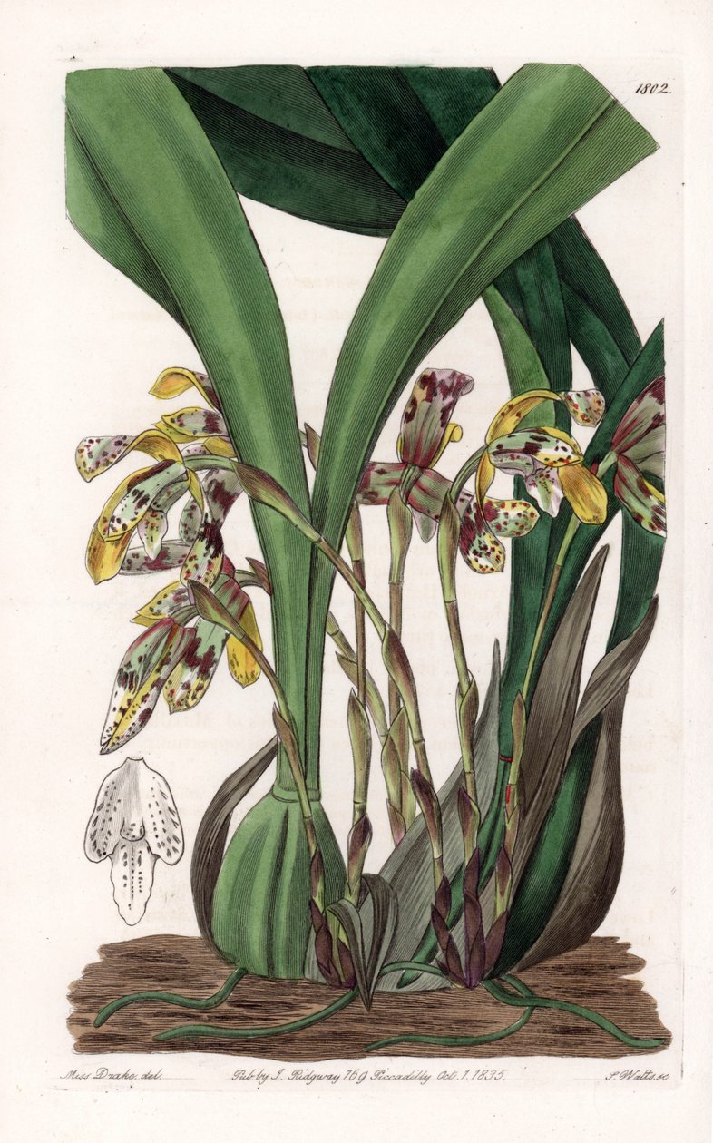 Storczyk: odmiana maxillarii, pochodząca z Ameryki Południowej - Talerz rytowany przez S.Wattsa, na podstawie ilustracji Sarah Anne Drake (1803-1857), z rejestru botanicznego Sydenham Edwards (1768-1819), Anglia autorstwa Sydenham Teast Edwards