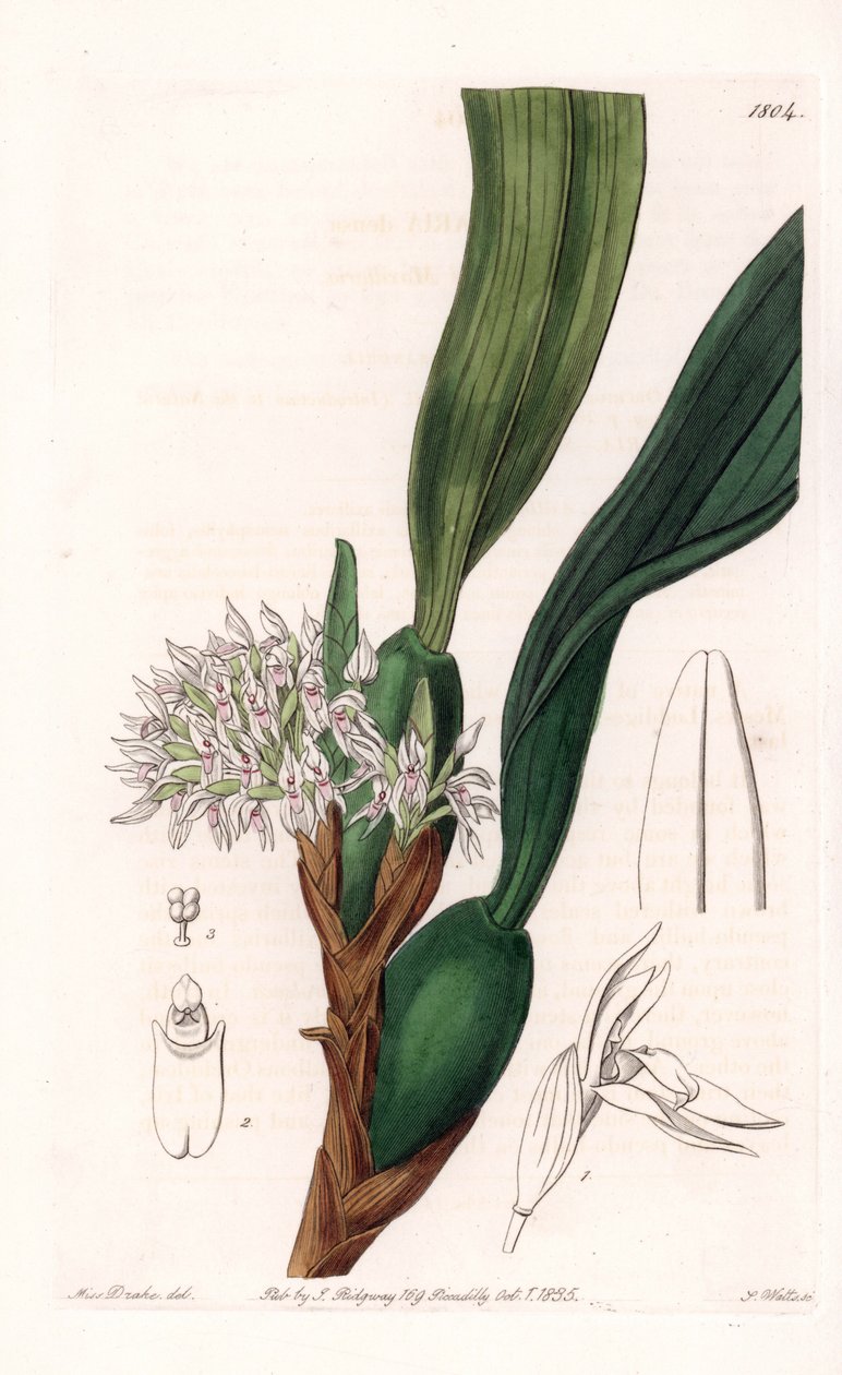 Orchidea: odmiana maxillaria, pochodząca z Ameryki Południowej - Talerz rytowany przez S.Wattsa, z ilustracji Sarah Anne Drake (1803-1857), z rejestru botanicznego Sydenham Edwards (1768-1819), Anglia autorstwa Sydenham Teast Edwards