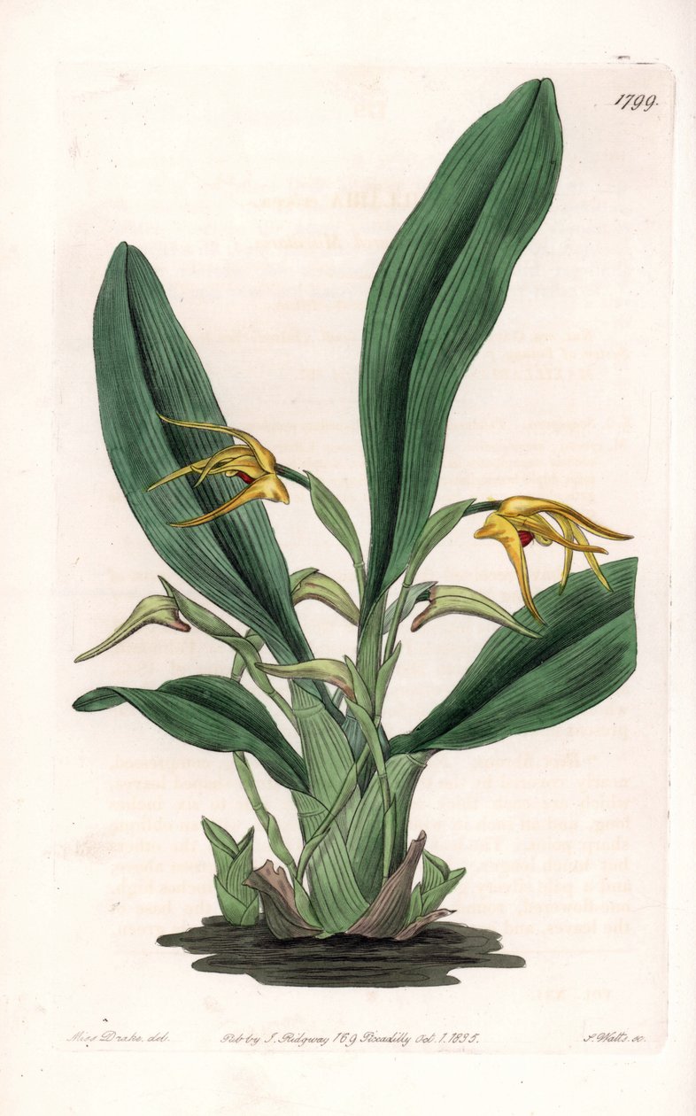 Orchidea: odmiana maxillarii, pochodząca z tropikalnej Ameryki - Talerz rytowany przez S.Wattsa, z ilustracji Sarah Anne Drake (1803-1857), z rejestru botanicznego Sydenham Edwards (1768-1819), Anglia autorstwa Sydenham Teast Edwards