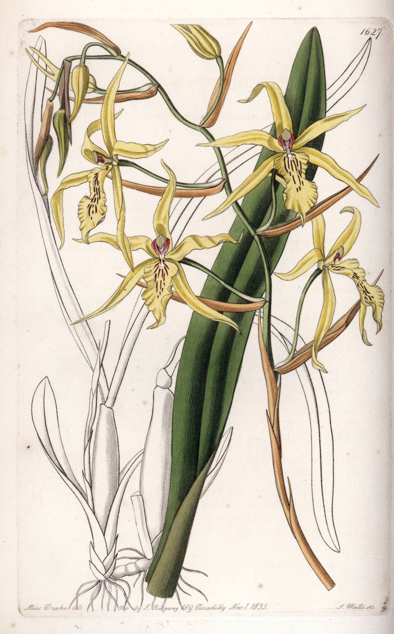 Orchidea: odmiana miltonii lub milt - Talerz grawerowany przez S.Wattsa, z ilustracji Sarah Anne Drake (1803-1857), z rejestru botanicznego Sydenham Edwards (1768-1819), Anglia autorstwa Sydenham Teast Edwards