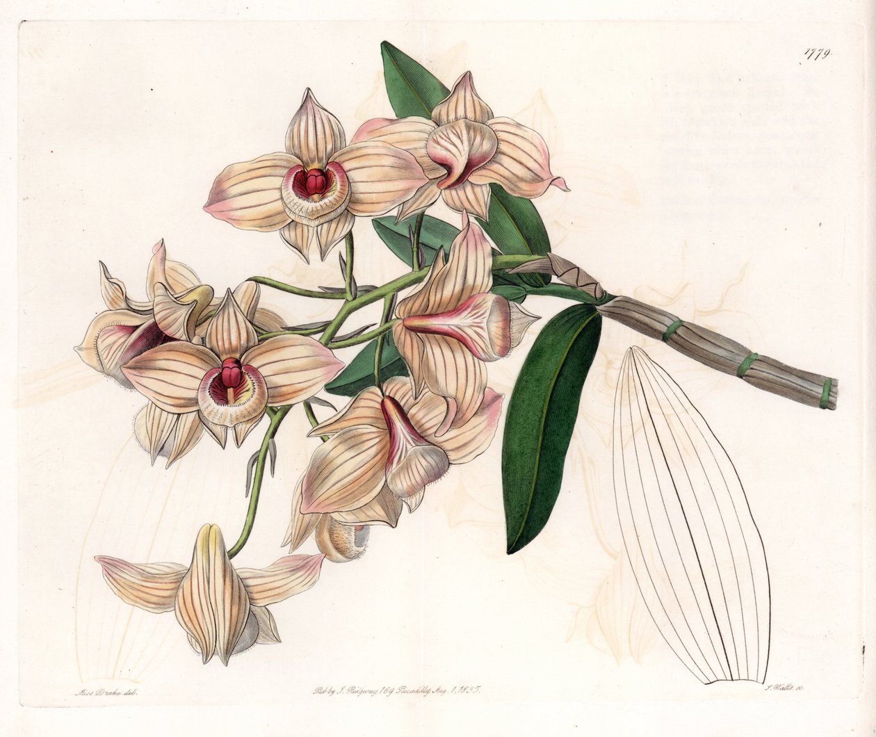Orchidea: odmiana Dendrobium - Talerz grawerowany przez S.Wattsa, z ilustracji Sarah Anne Drake (1803-1857), z rejestru botanicznego Sydenham Edwards (1768-1819), Anglia autorstwa Sydenham Teast Edwards