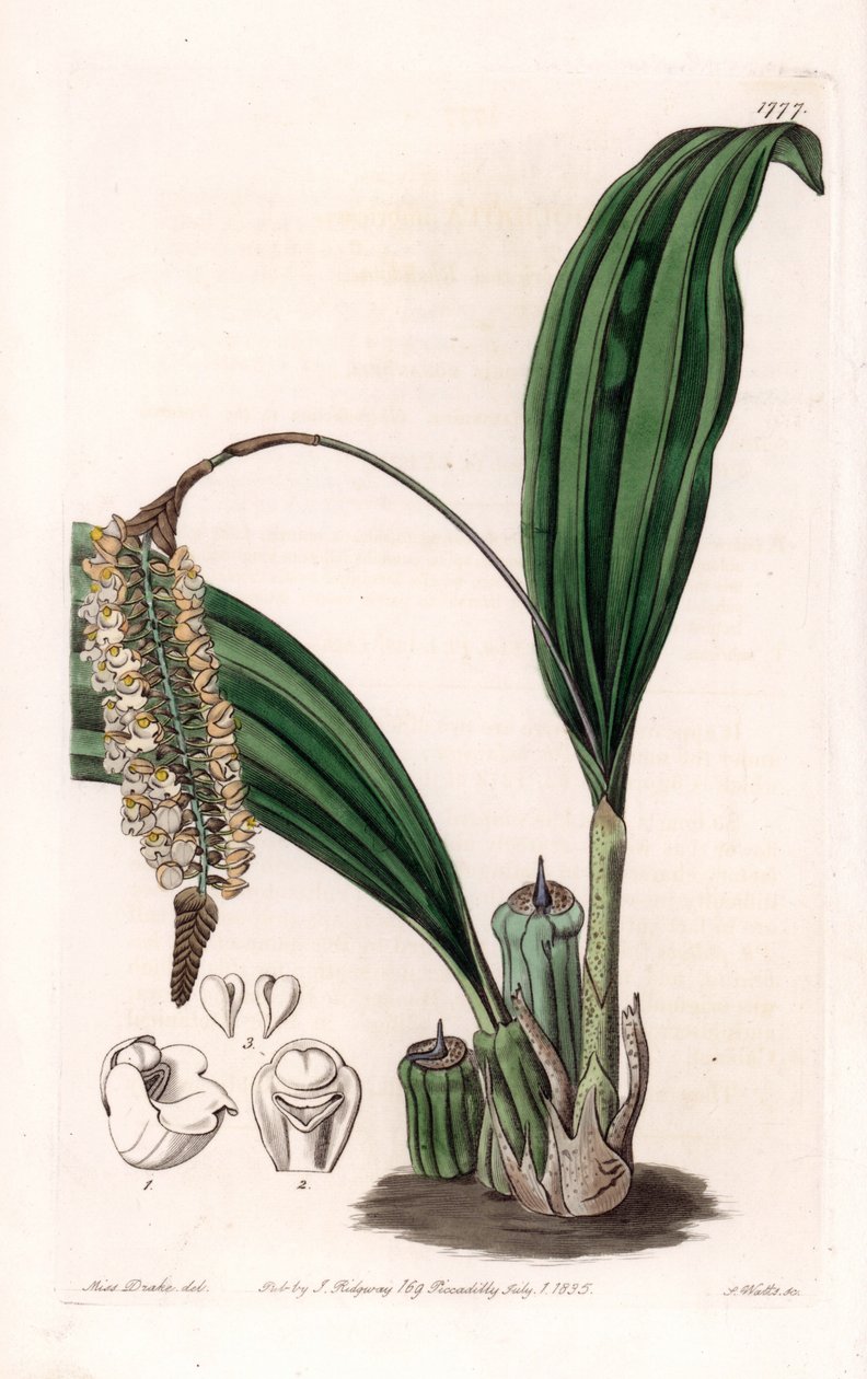 Orchidea: odmiana Pholidota, pochodząca z Azji - Tabliczka rytowana przez S.Wattsa, z ilustracji Sarah Anne Drake (1803-1857), z rejestru botanicznego Sydenham Edwards (1768-1819), Anglia autorstwa Sydenham Teast Edwards
