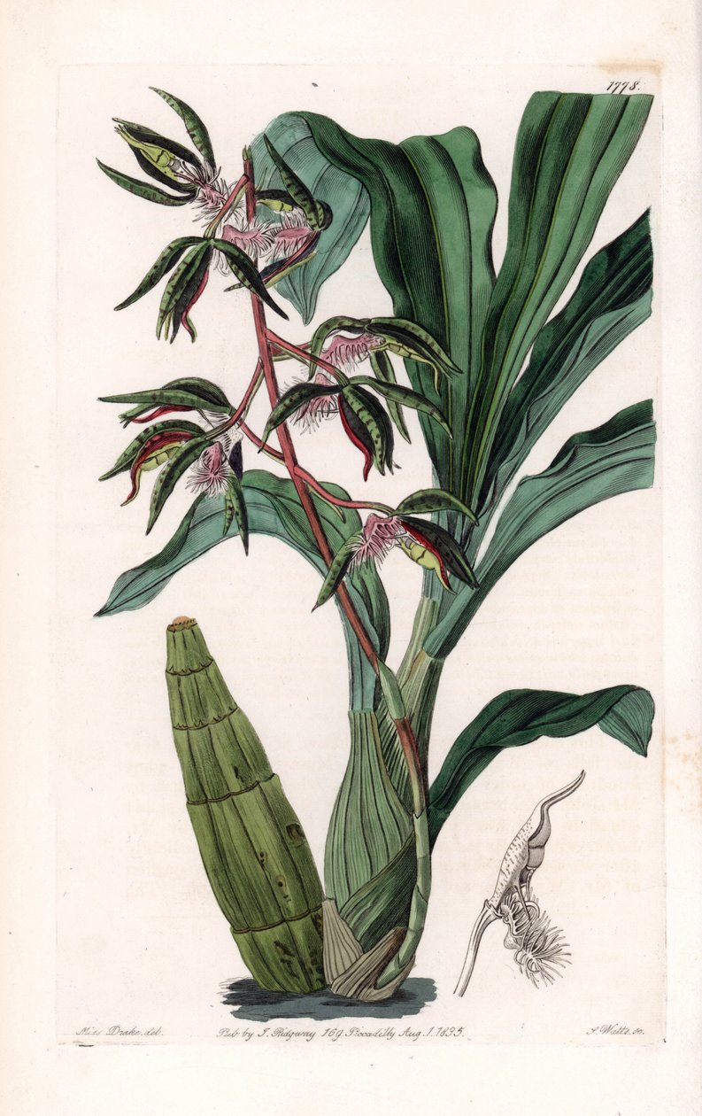 Orchidea: odmiana catasetum, zwana brodatą - Talerz rytowany przez S.Wattsa, z ilustracji Sarah Anne Drake (1803-1857), z rejestru botanicznego Sydenham Edwards (1768-1819), Anglia autorstwa Sydenham Teast Edwards