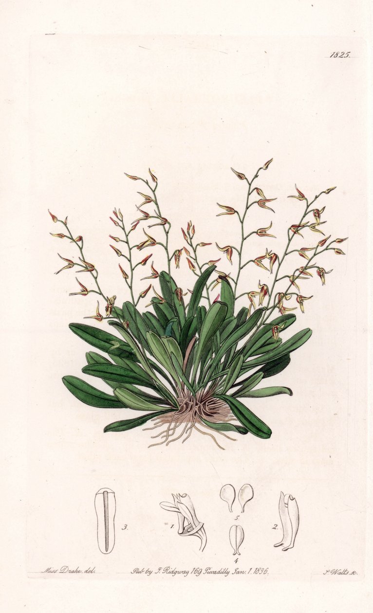 Orchidea: odmiana epidendu - Talerz rytowany przez S.Wattsa, z ilustracji Sarah Anne Drake (1803-1857), z rejestru botanicznego Sydenham Edwards (1768-1819), Anglia autorstwa Sydenham Teast Edwards