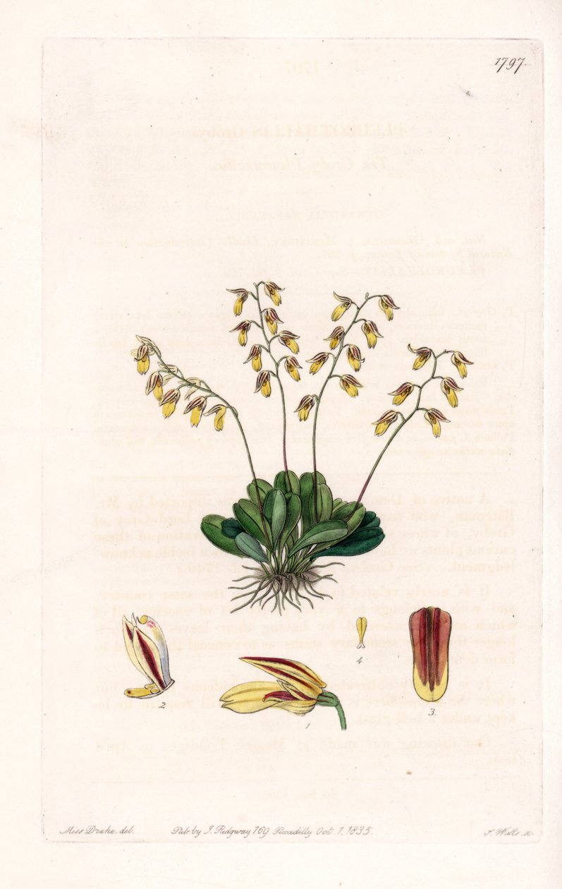 Orchidea: odmiana epidendu - Talerz rytowany przez S.Wattsa, z ilustracji Sarah Anne Drake (1803-1857), z rejestru botanicznego Sydenham Edwards (1768-1819), Anglia autorstwa Sydenham Teast Edwards