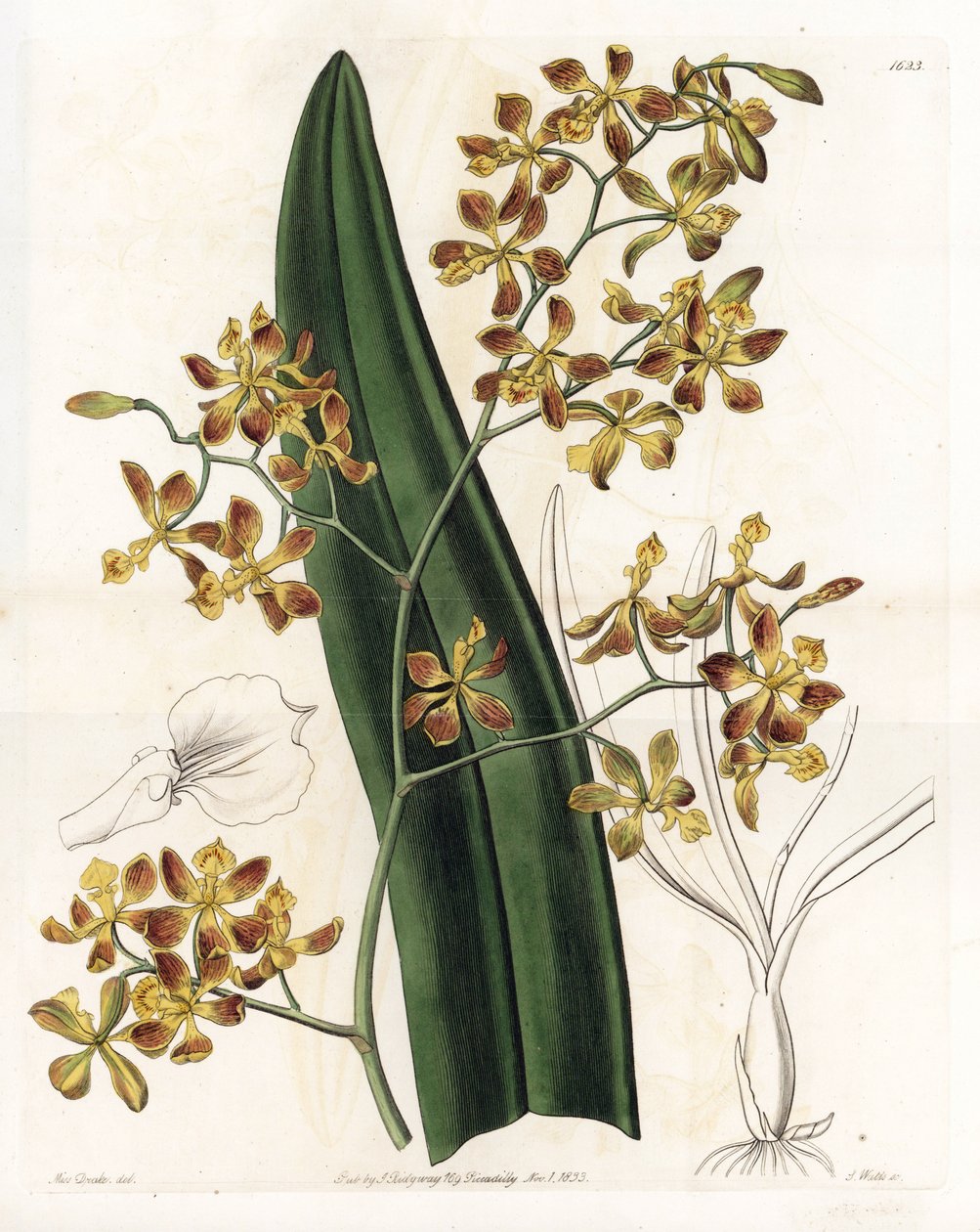 Orchidea: odmiana epidendrum - Talerz rytowany przez S.Wattsa, z ilustracji Sarah Anne Drake (1803-1857), z rejestru botanicznego Sydenham Edwards (1768-1819), Anglia autorstwa Sydenham Teast Edwards