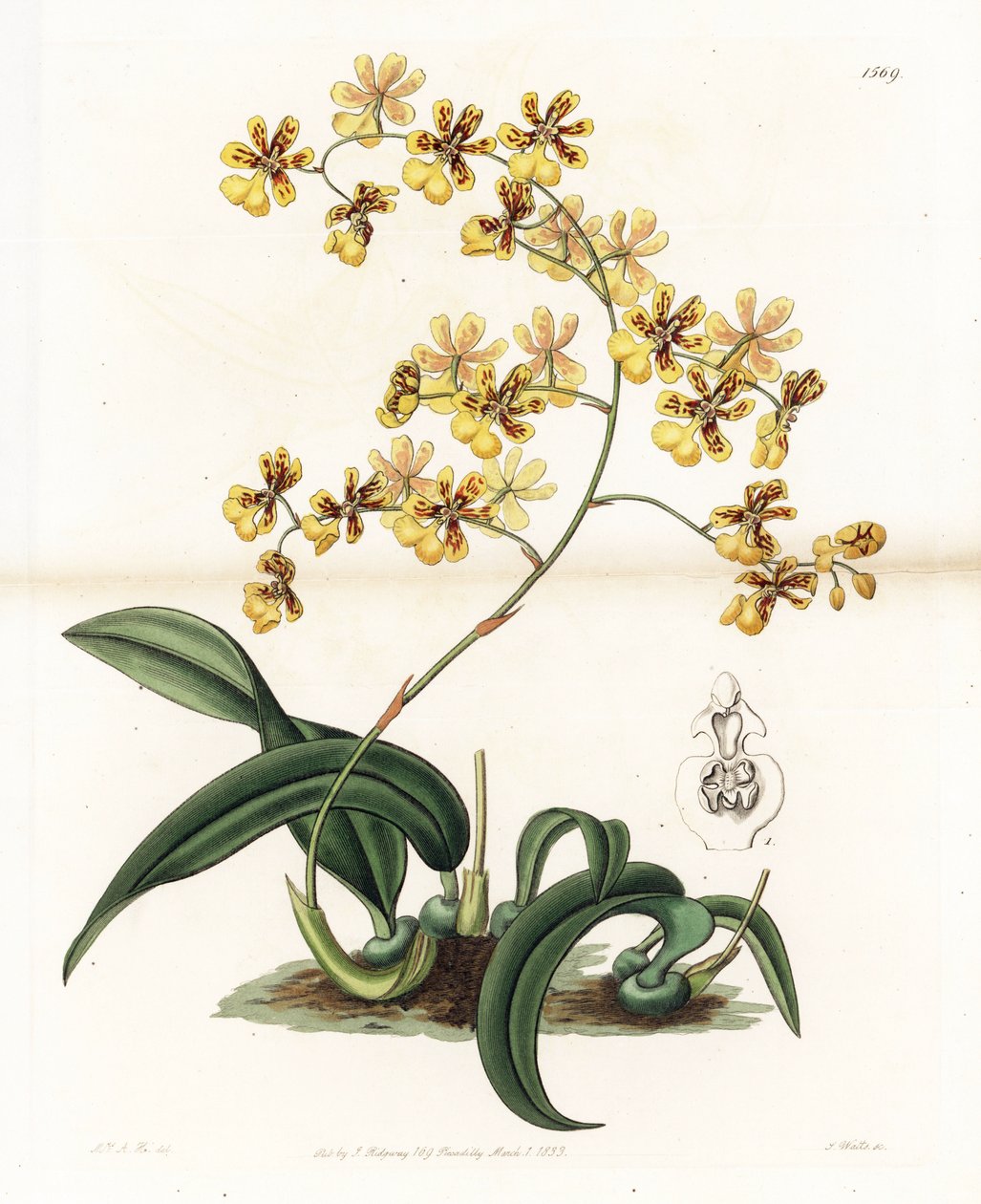 Storczyk: odmiana epifitycznego oncidium z Brazylii - Talerz rytowany przez S. Wattsa, z ilustracji Sarah Anne Drake (1803-1857), z rejestru botanicznego Sydenham Edwards (1768-1819), Anglia autorstwa Sydenham Teast Edwards