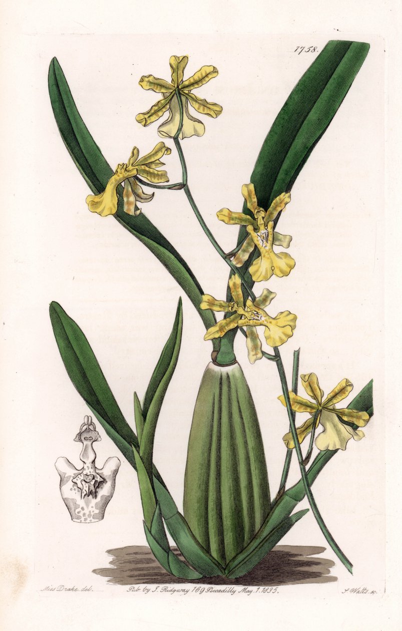 Storczyk, odmiana oncydium, pochodzący z Ameryki Południowej - Talerz rytowany przez S.Wattsa, z ilustracji Sarah Anne Drake (1803-1857), z rejestru botanicznego Sydenham Edwards (1768-1819), Anglia autorstwa Sydenham Teast Edwards
