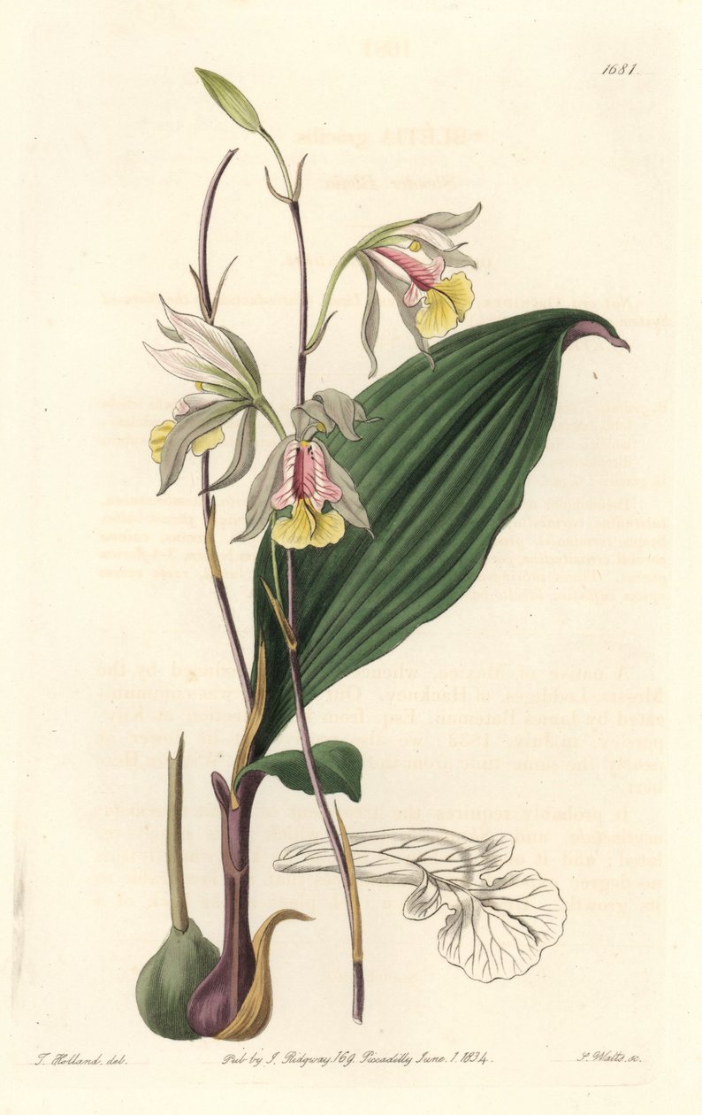 Orchidee, American Bletia - Water Forte autorstwa S. Wattsa z ilustracji T. Hollanda, z rejestru botanicznego autorstwa Sydenham Teast Edwards