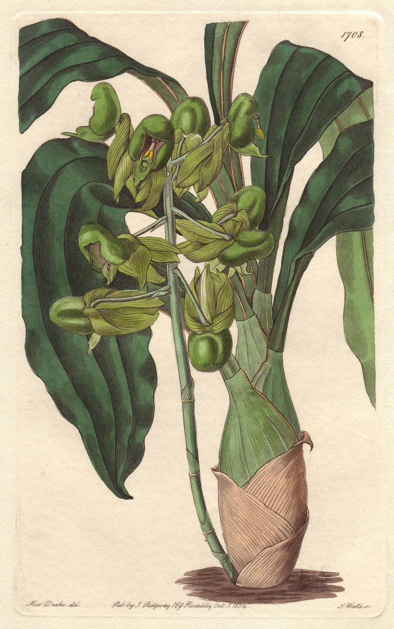 Orchidea Catasetum, pochodząca z Brazylii - Water forte autorstwa S. Wattsa z ilustracji Sarah Anne Drake (1803-1857), z Rejestru Botanicznego autorstwa Sydenham Teast Edwards