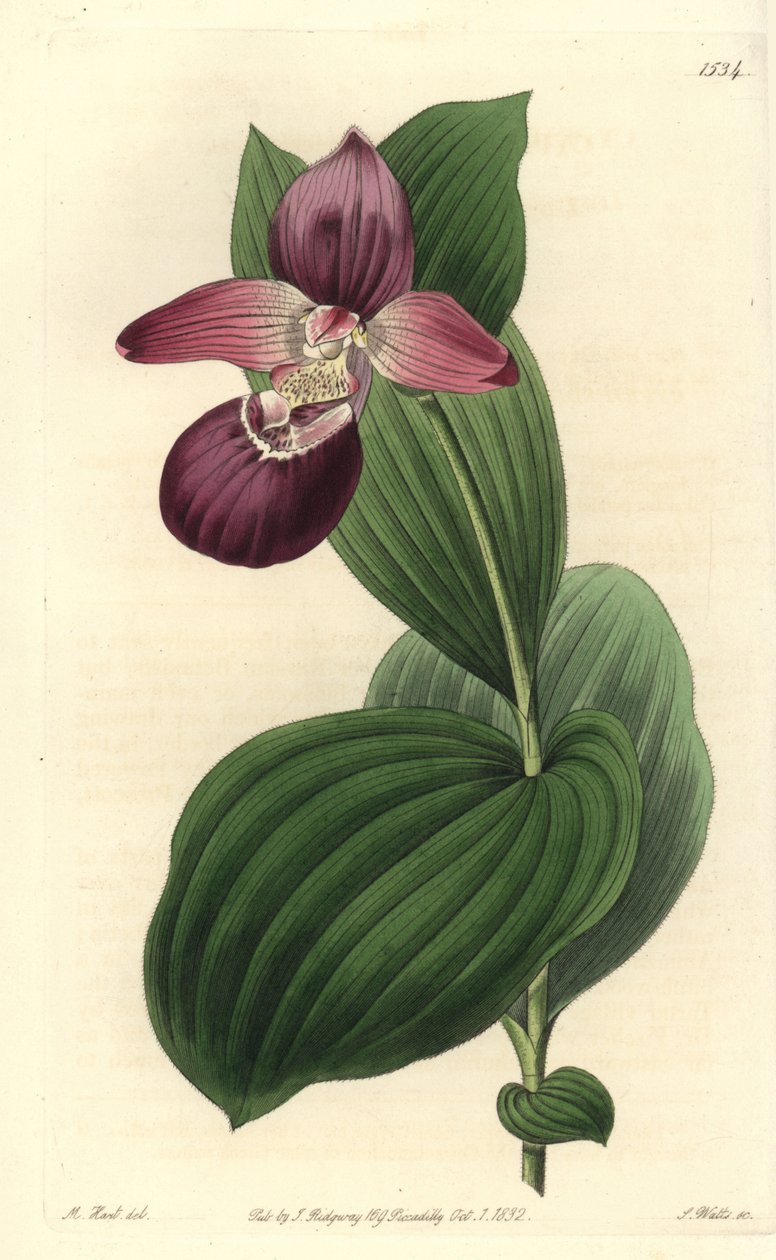 Orchidee Clog of Venus ma duże kwiaty - cypripedium wielkokwiatowe lub obuwie wielkokwiatowe Cypripedium macranthos. Ręcznie barwiony miedzioryt autorstwa S. Wattsa wg ilustracji M. Harta z Sydenham Edwards