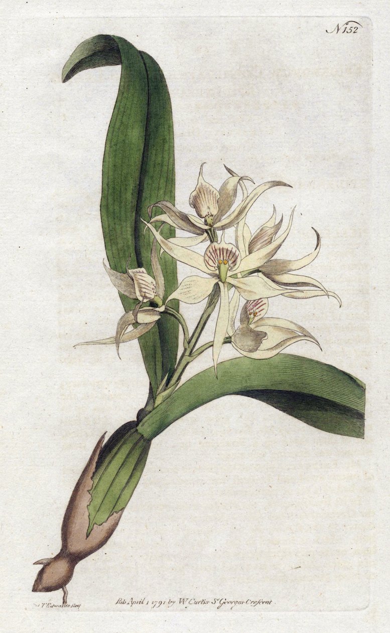 Orchidee epidendrum fragfumee - Litografia YDENHAM Edwards (1768-1819), płyta z Botanical Magazine autorstwa Williama Curtisa (1746-1799) autorstwa Sydenham Teast Edwards