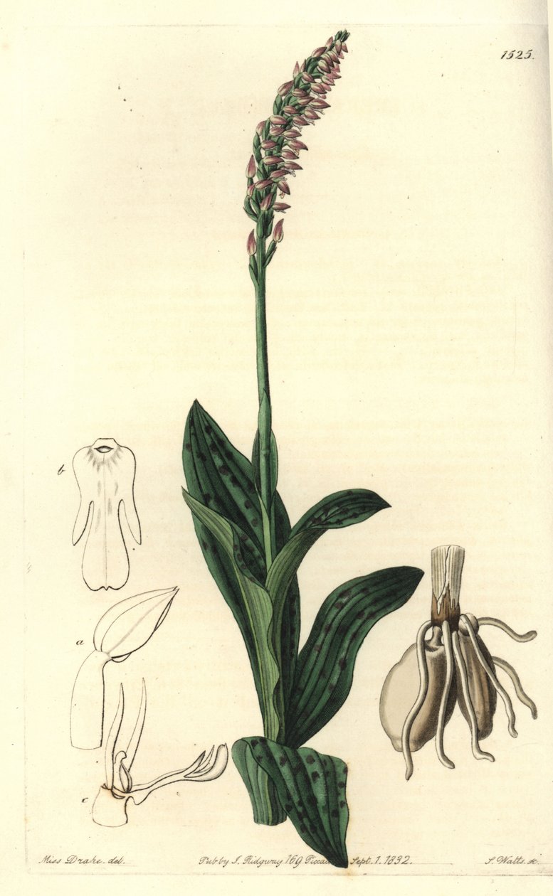Orchidee neotine - Storczyk gęstokwiatowy, Neotinea maculata (Aceras jednorozmiarowy, Aceras secundiflora). Ręcznie barwiony miedzioryt autorstwa S. Wattsa według ilustracji panny Sarah Drake z rejestru botanicznego Sydenham Edwards, Ridgeway, Londyn autorstwa Sydenham Teast Edwards