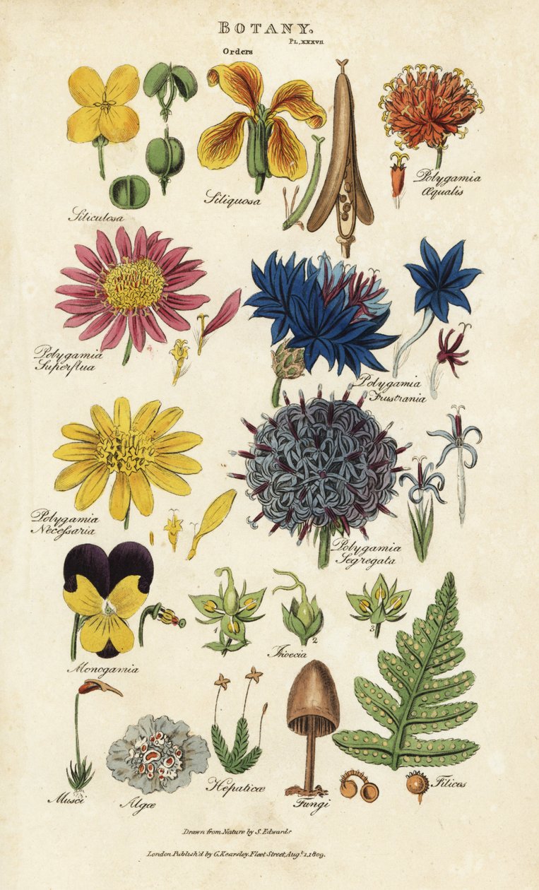 Zamówienia kwiatów: Siliculosa, Seliquosa, Polygamia, Monogamia, Filicus, Fungi, itp. Ręcznie barwiony miedzioryt według Sydenhama Edwardsa z John Mason Good