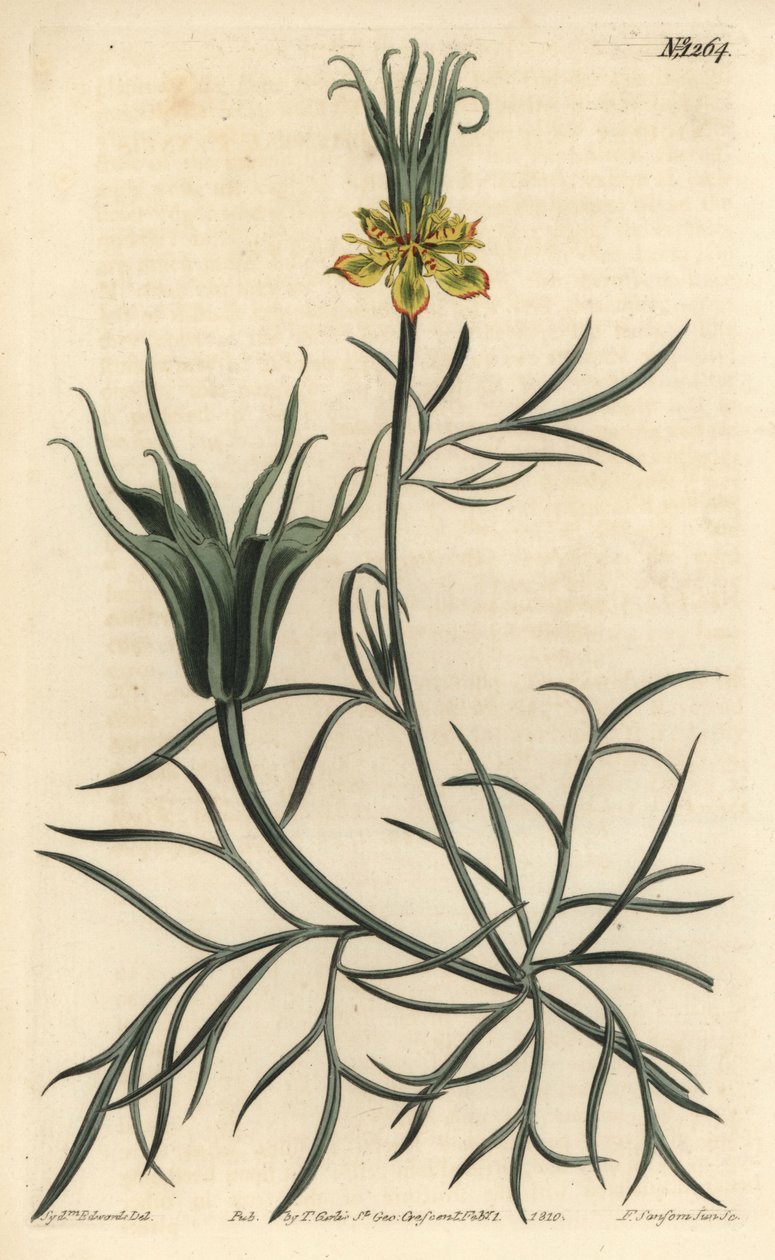 Oriental Nigelle - Orientalny kwiat kopru włoskiego, Nigella orientalis. Ręcznie barwiony miedzioryt autorstwa F. Sansoma Jr. według ilustracji Sydenhama Edwardsa z magazynu botanicznego Williama Curtisa, T. Curtis, Londyn autorstwa Sydenham Teast Edwards