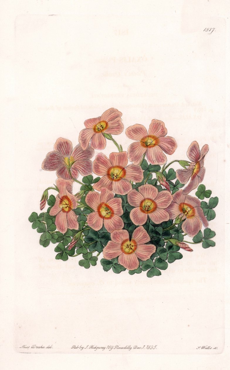 Oxalis Variete - Talerz grawerowany przez S.Wattsa, z ilustracji Sarah Anne Drake (1803-1857), z rejestru botanicznego Sydenham Edwards (1768-1819), Anglia autorstwa Sydenham Teast Edwards