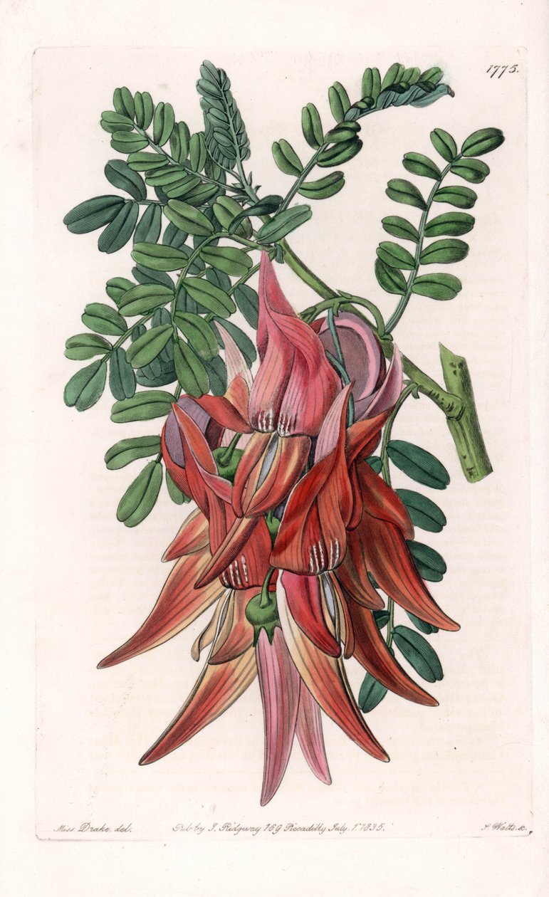 Dziób papugi - tabliczka grawerowana przez S.Wattsa, z ilustracji Sarah Anne Drake (1803-1857), z rejestru botanicznego Sydenham Edwards (1768-1819), Anglia autorstwa Sydenham Teast Edwards