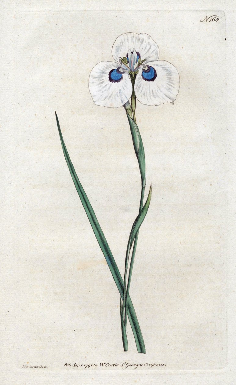 Peacock Iris - Litografia Sydenhama Edwardsa (1768-1819), płyta z magazynu botanicznego Williama Curtisa (1746-1799) autorstwa Sydenham Teast Edwards