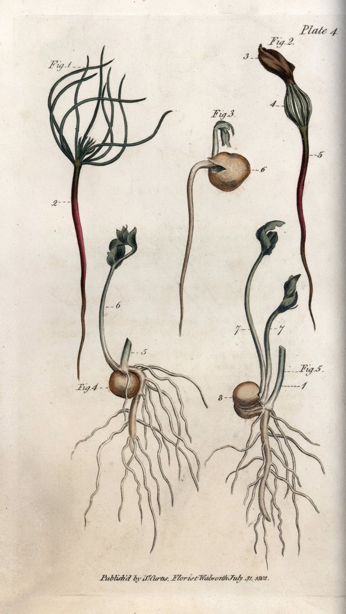 Groch, nasiona strączkowe mają różne etapy kiełkowania. Kolorowa miedzioryt, ilustracja Sydenham Edwards (1768-1819) dla Konferencji Botanicznej, Ogród Botaniczny Lambeth (Anglia) autorstwa Sydenham Teast Edwards