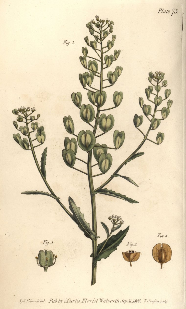 Pennycress, Thlaspi arvense, Siliculosa. Ręcznie kolorowany miedzioryt autorstwa F. Sansoma przedstawiający ilustrację botaniczną Sydenhama Edwardsa do wykładów Williama Curtisa na temat botaniki, dostarczony w Ogrodzie Botanicznym w Lambeth autorstwa Sydenham Teast Edwards