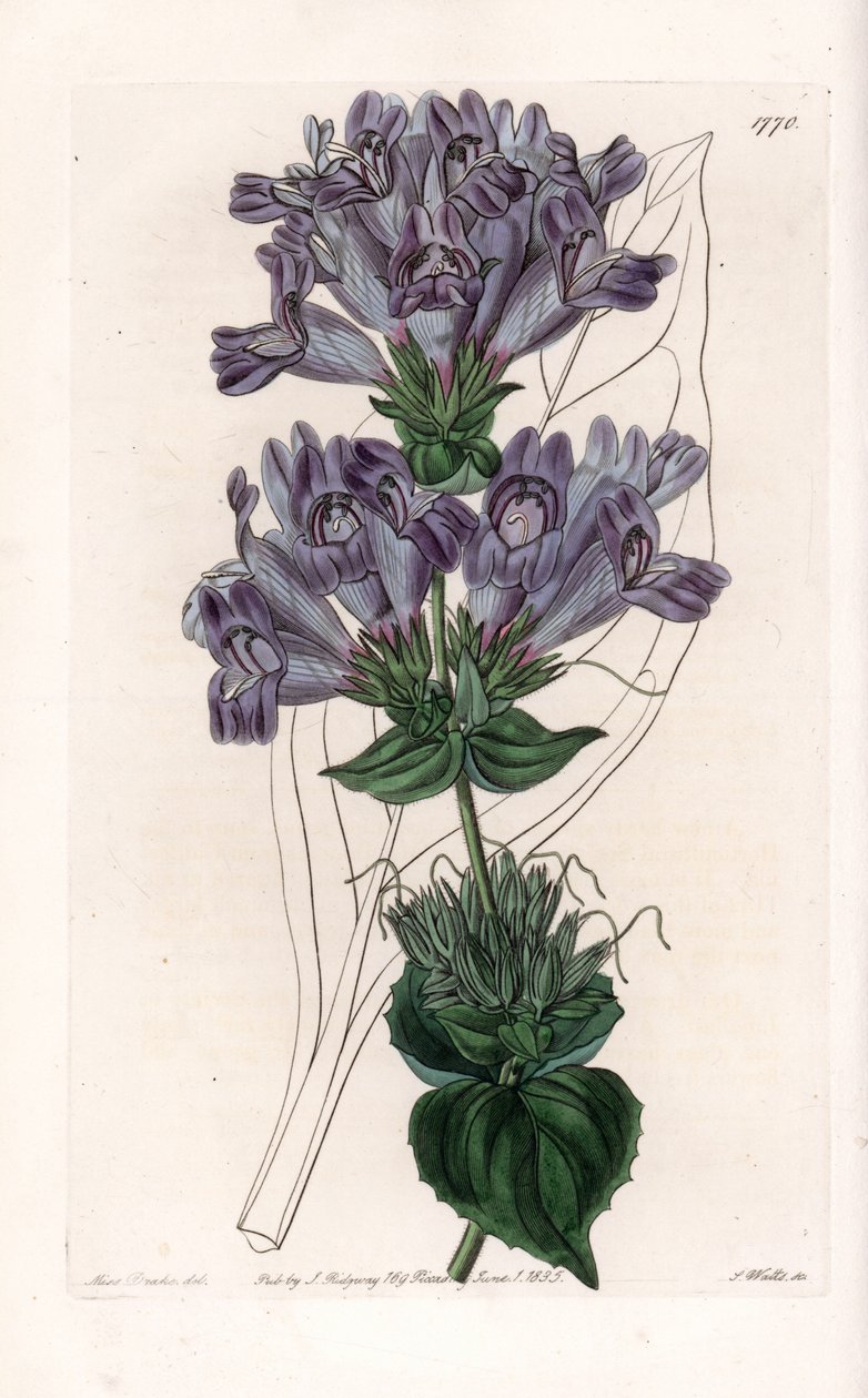 Penstemon Variete - Talerz grawerowany przez S.Wattsa, z ilustracji Sarah Anne Drake (1803-1857), z rejestru botanicznego Sydenham Edwards (1768-1819), Anglia autorstwa Sydenham Teast Edwards