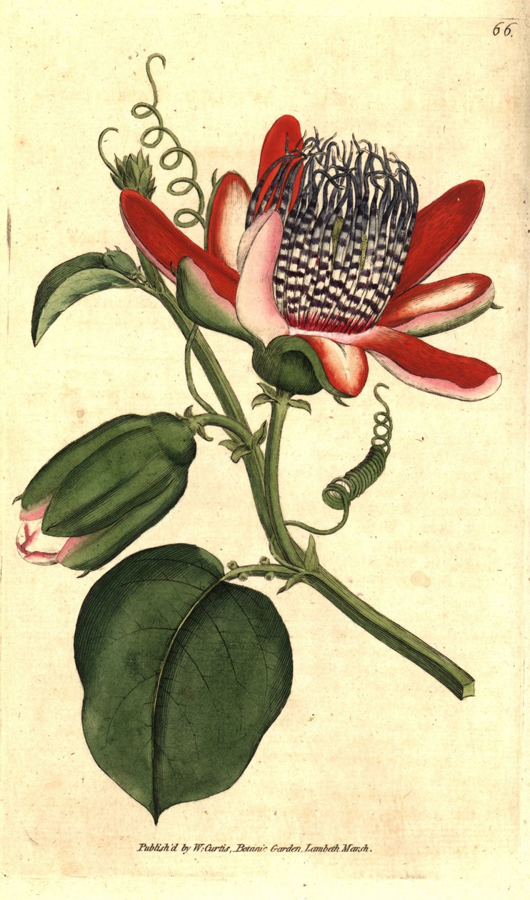 Perfumowa grenadilla (lub refresco marakuja) - (skrzydlaty passiflora, Passiflora alata. Ręcznie kolorowany miedzioryt grawerowany według ilustracji botanicznej autorstwa Jamesa Sowerby