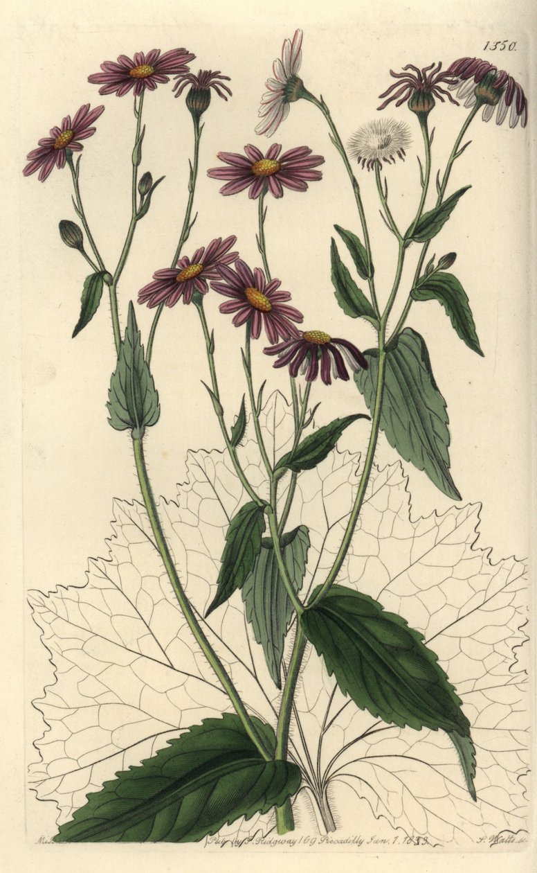 Pericallis tussilaginis (podbiał pospolity, Senecio tussilaginis). Ręcznie barwiony miedzioryt autorstwa S. Wattsa według ilustracji panny Sarah Drake z rejestru botanicznego Sydenham Edwards, Ridgeway, Londyn autorstwa Sydenham Teast Edwards