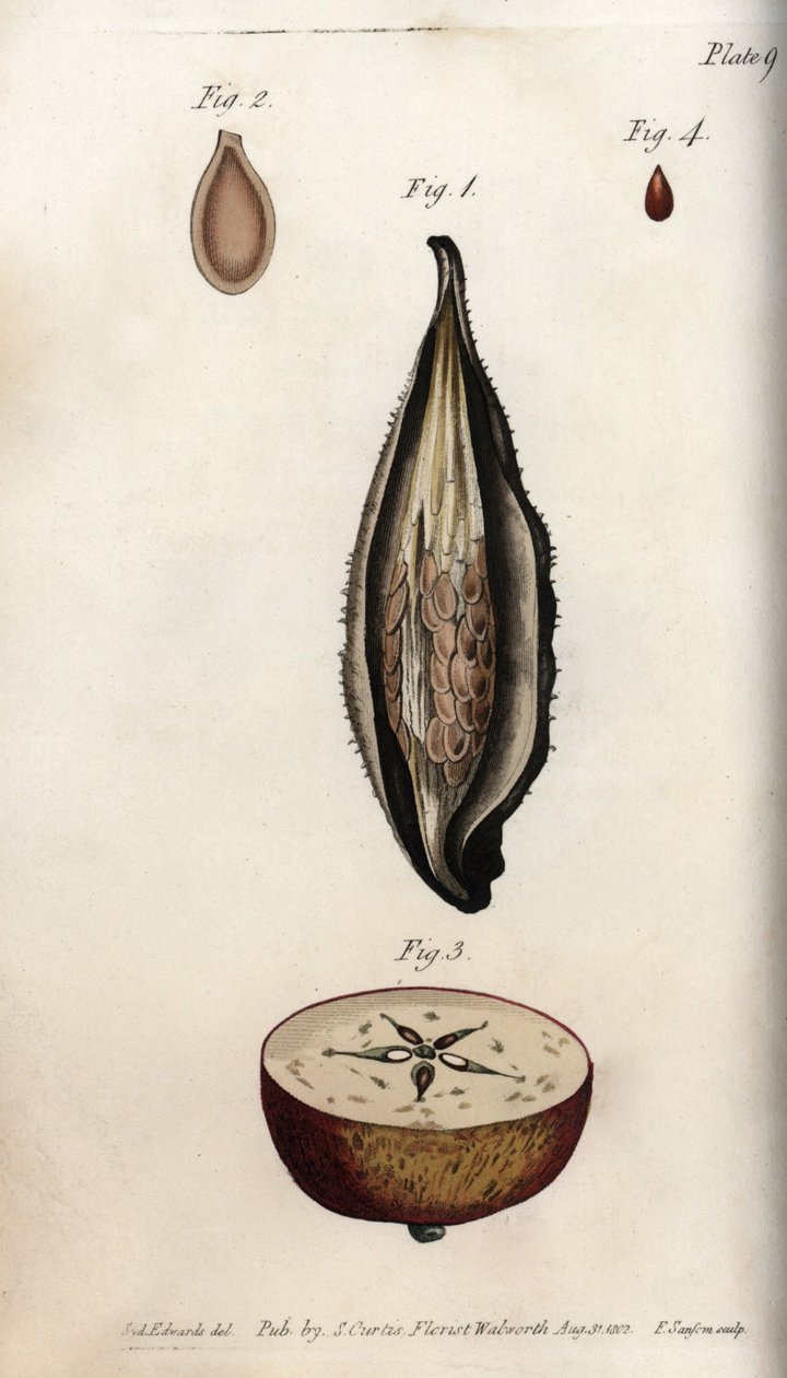 Pericarp of parakeet grass (lub watolina) i fragment owocu jabłoni domowej Kolorowy miedzioryt, ilustracja Sydenham Edwards (1768-1819) dla Botanical Conferences, Lambeth Botanical Garden, Anglia autorstwa Sydenham Teast Edwards
