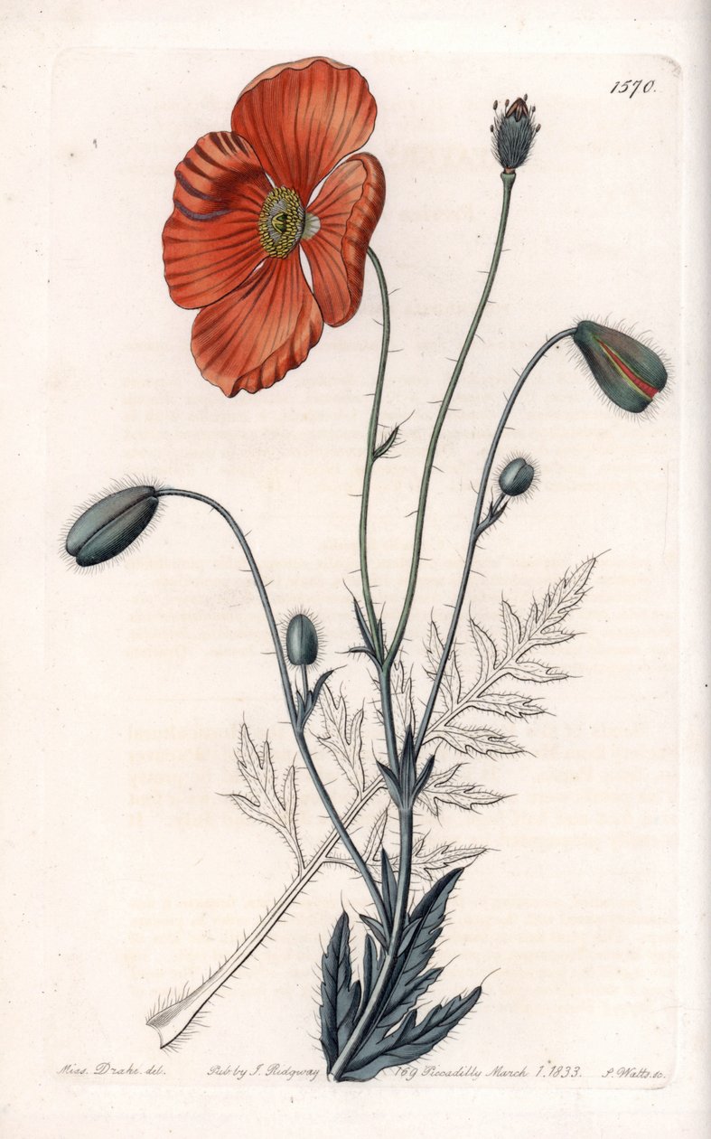Persian Poppy Variete - Grawerowane przez S.Wattsa, z ilustracji Sarah Anne Drake (1803-1857), z rejestru botanicznego Sydenham Edwards (1768-1819), Anglia autorstwa Sydenham Teast Edwards