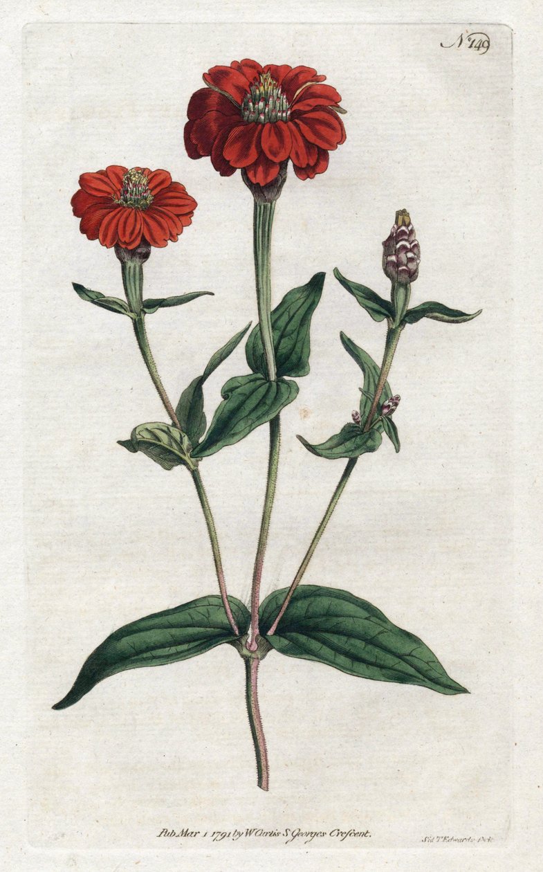 Peruwiańska cynia lub brezyna - Litografia Sydenhama Edwardsa (1768-1819), z Botanical Magazine Williama Curtisa (1746-1799) autorstwa Sydenham Teast Edwards