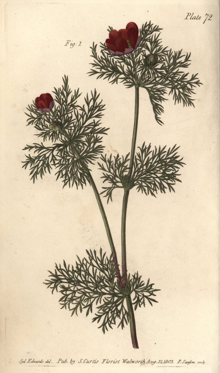 Oko bażanta, Adonis annua, Polygynia, kwiat obojnaczy z dużą ilością słupków. Ręcznie barwiony miedzioryt autorstwa F. Sansoma przedstawiający ilustrację botaniczną Sydenhama Edwardsa do Wykładów o botanice Williama Curtisa, dostarczony w Ogrodzie Botanicz autorstwa Sydenham Teast Edwards