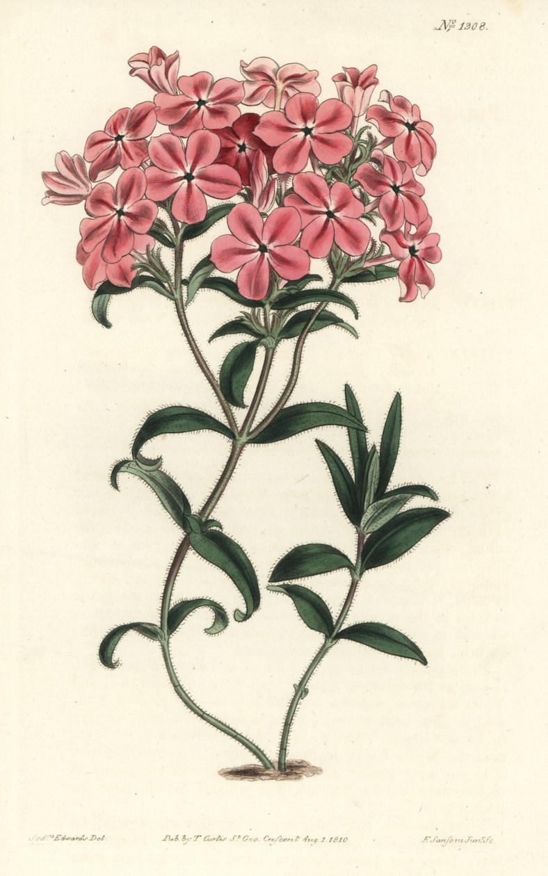 Phlox de la Caroline lub Jaume Saint Hilaire - włochaty floks Frasera, Phlox amoena. Ręcznie barwiony miedzioryt autorstwa F. Sansoma Jr. według ilustracji Sydenhama Edwardsa z magazynu botanicznego Williama Curtisa, T. Curtis, Londyn autorstwa Sydenham Teast Edwards