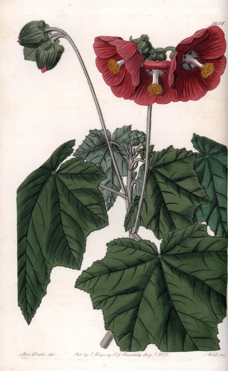 Phymosia variete, czerwone kwiaty, pochodzące z Meksyku - Grawerowane przez S. Watts, z ilustracji Sarah Anne Drake (1803-1857), z rejestru botanicznego Sydenham Edwards (1768-1819), Anglia autorstwa Sydenham Teast Edwards