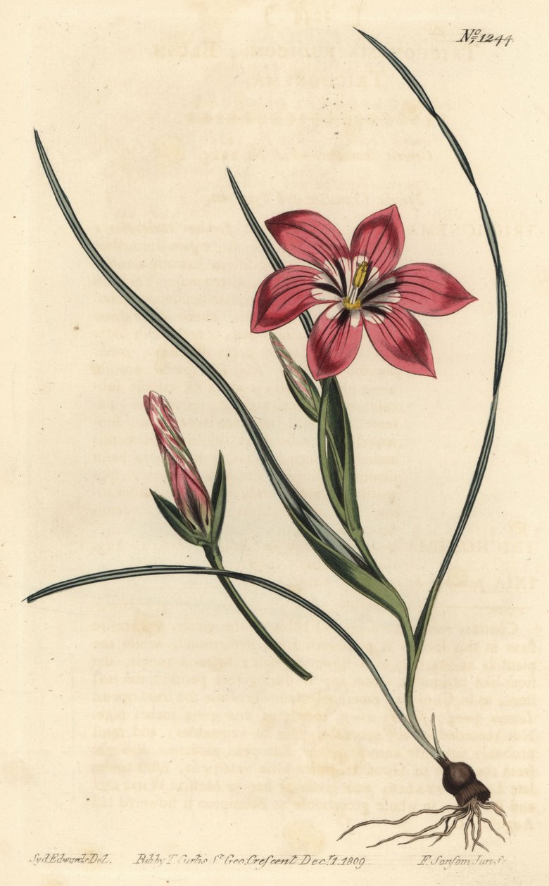 Różowy froetang, Romulea flava (Blush trichonema, Trichonema pudicum). Ręcznie barwiony miedzioryt autorstwa F. Sansoma Jr. według ilustracji Sydenhama Edwardsa z magazynu botanicznego Williama Curtisa, T. Curtis, Londyn autorstwa Sydenham Teast Edwards