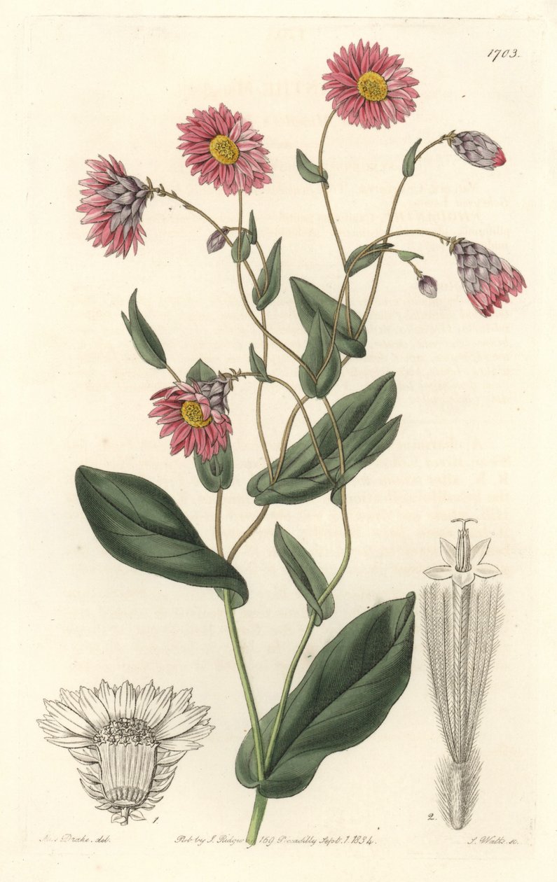 Różowa rhodanthe, pochodząca z Australii - mocna woda S. Watts z ilustracji Sarah Anne Drake (1803-1857), z rejestru botanicznego autorstwa Sydenham Teast Edwards