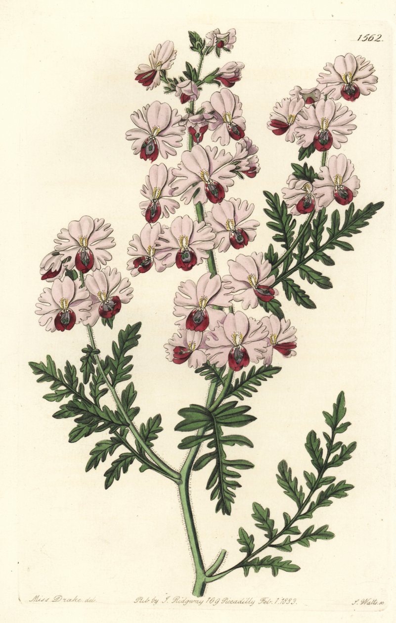 Storczyk biedak, odmiana karłowata Schizanthus Pinnatus, Schizanthus pinnatus humilis. Ręcznie barwiony miedzioryt autorstwa S. Wattsa według ilustracji panny Sarah Drake z rejestru botanicznego Sydenham Edwards, Ridgeway, Londyn autorstwa Sydenham Teast Edwards