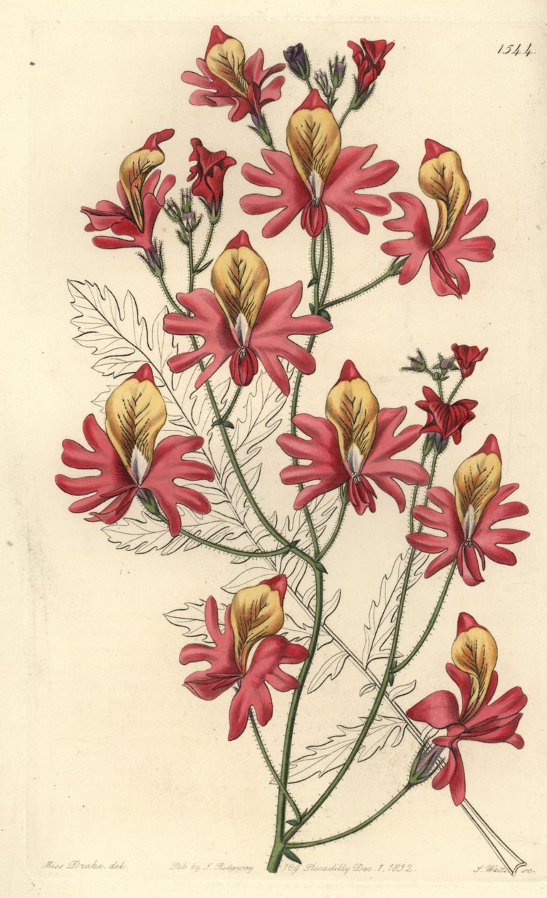Storczyk biedaka, Schizanthus grahamii (Schizanthus retusus o tępych płatkach). Ręcznie kolorowany miedzioryt wykonany przez S. Wattsa na podstawie ilustracji autorstwa Miss Sarah Drake z "Sydenham Edwards