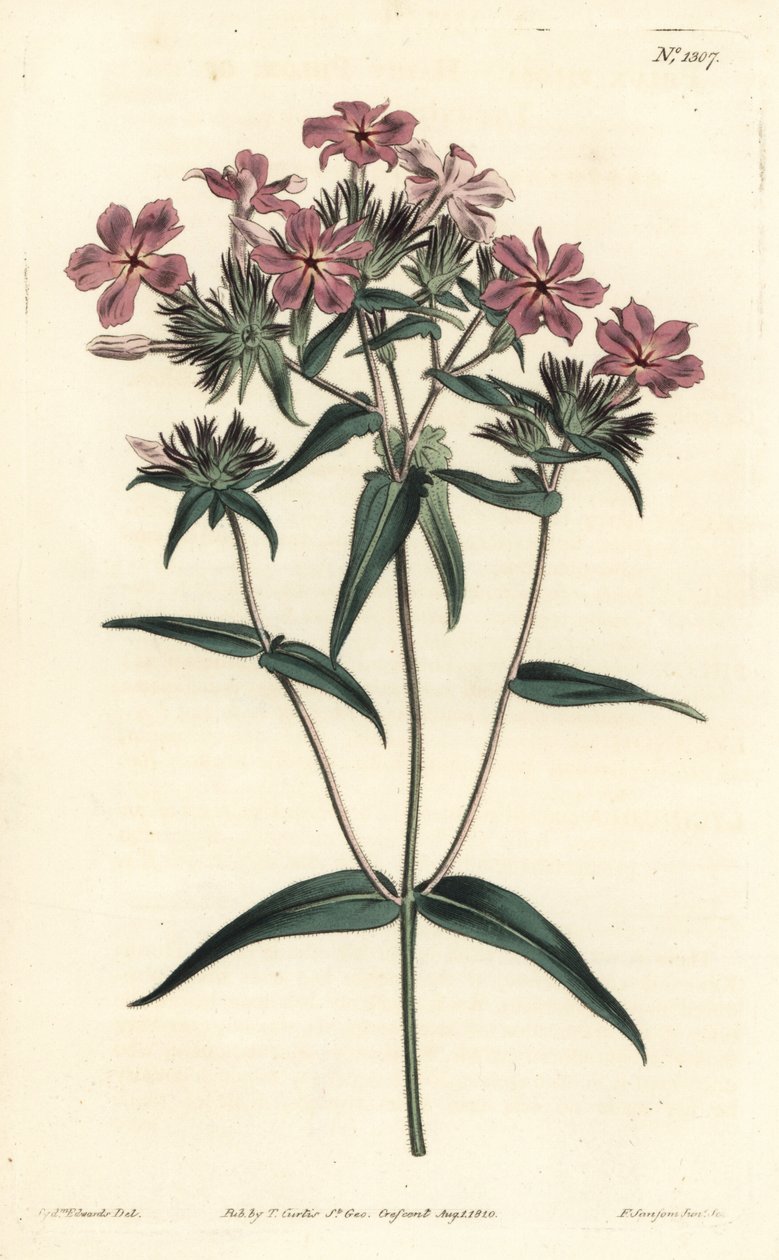 Prairie Phlox - włochaty floks lub lychnidea, floks pilosa. Ręcznie barwiony miedzioryt autorstwa F. Sansoma Jr. według ilustracji Sydenhama Edwardsa z magazynu botanicznego Williama Curtisa, T. Curtis, Londyn autorstwa Sydenham Teast Edwards
