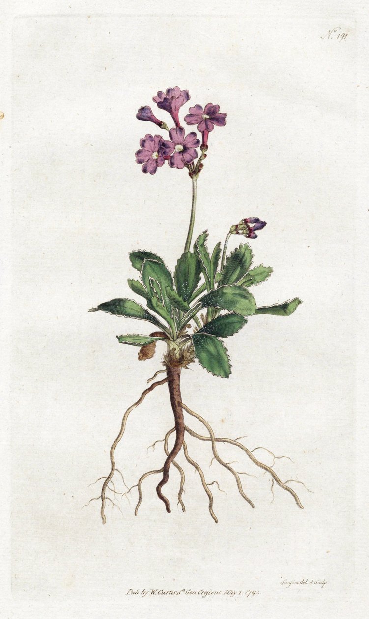 Primevere marginee - Litografia Sydenhama Edwardsa (1768-1819), płyta z magazynu Botanical Magazine Williama Curtisa (1746-1799) autorstwa Sydenham Teast Edwards