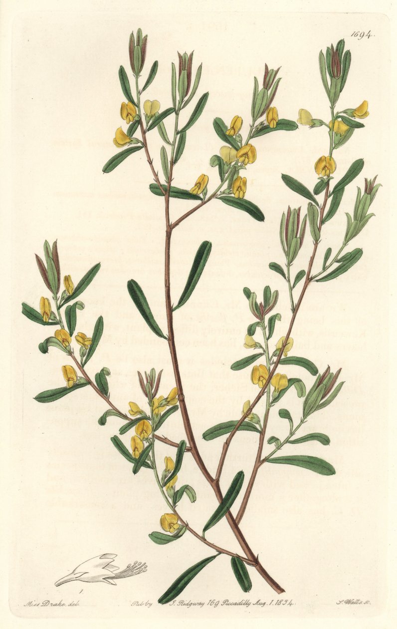 Pultanea flexilis, pochodząca z Australii - mocna woda S. Watts z ilustracji Sarah Anne Drake (1803-1857), z rejestru botanicznego autorstwa Sydenham Teast Edwards