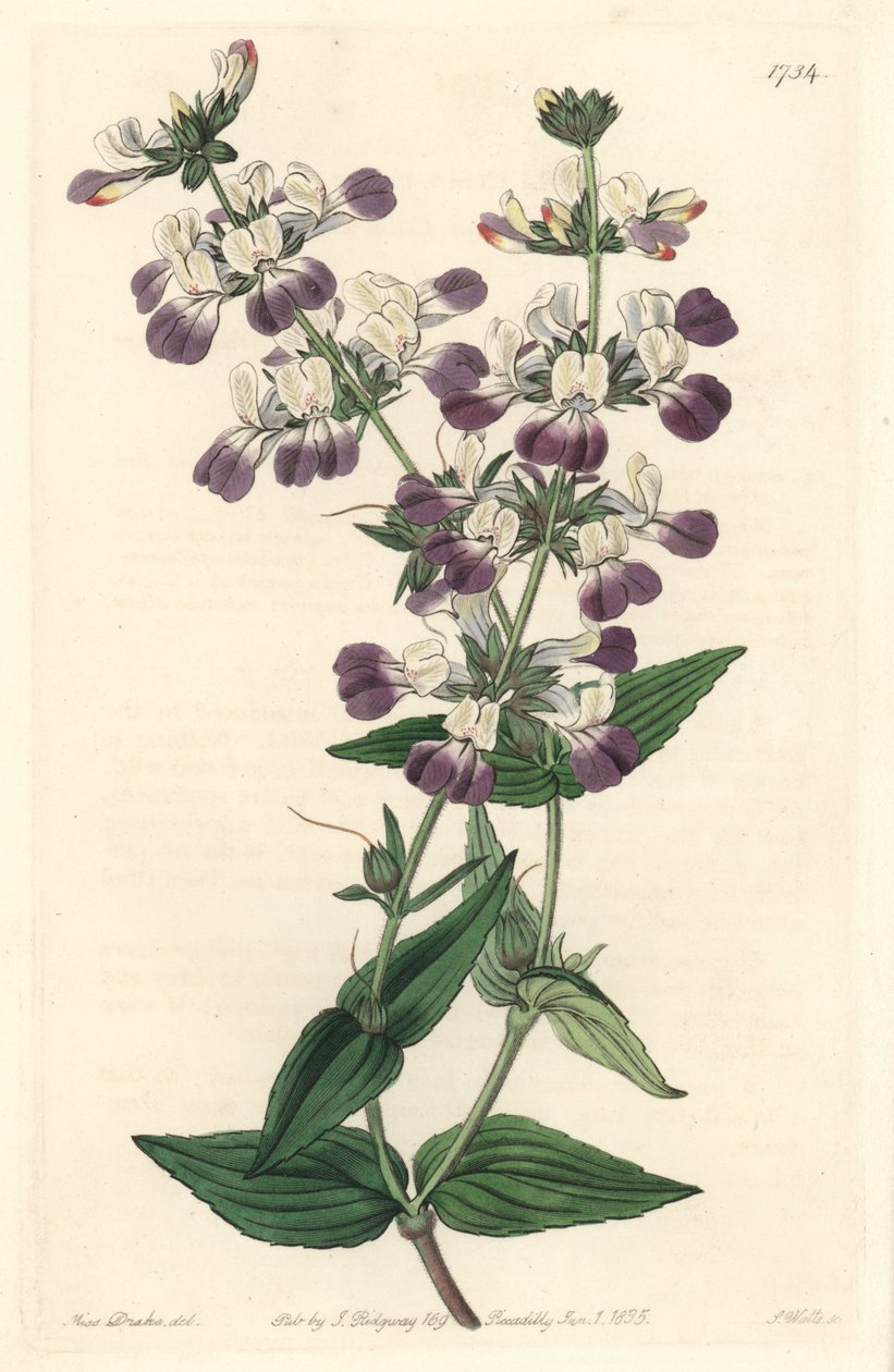 Purpurowa chińska pagoda, pochodząca z Kalifornii - S. Watts Strong Water z ilustracji Sarah Anne Drake (1803-1857), z rejestru botanicznego autorstwa Sydenham Teast Edwards
